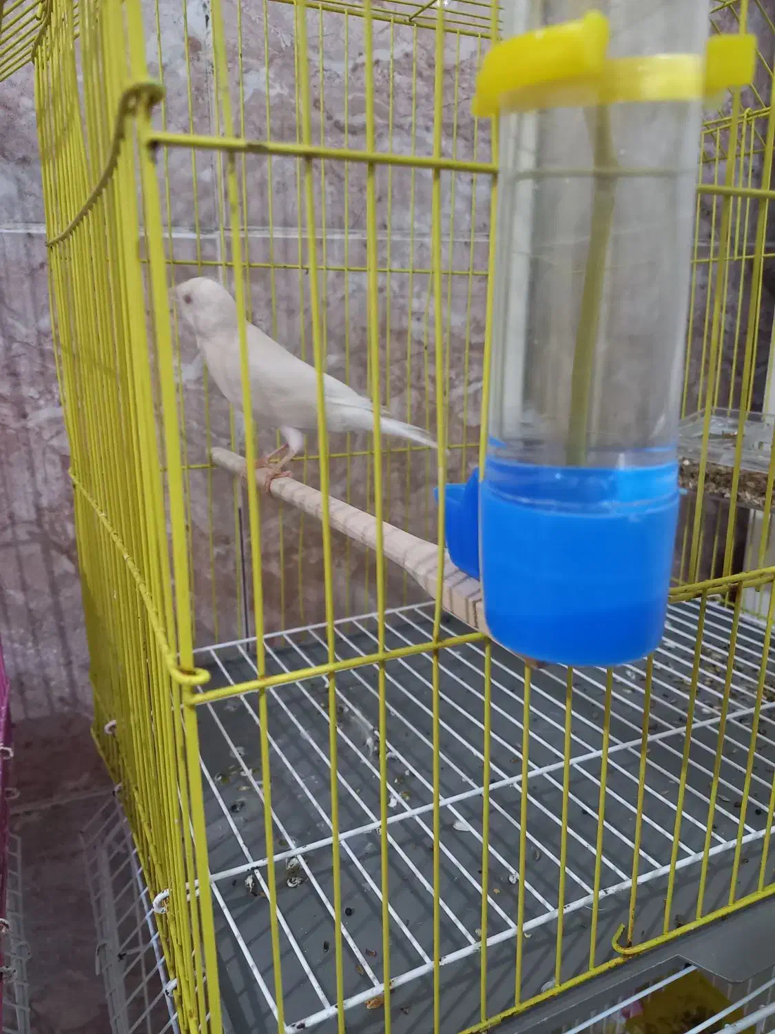 قناری|پرنده|بندر امام خمینی, |دیوار