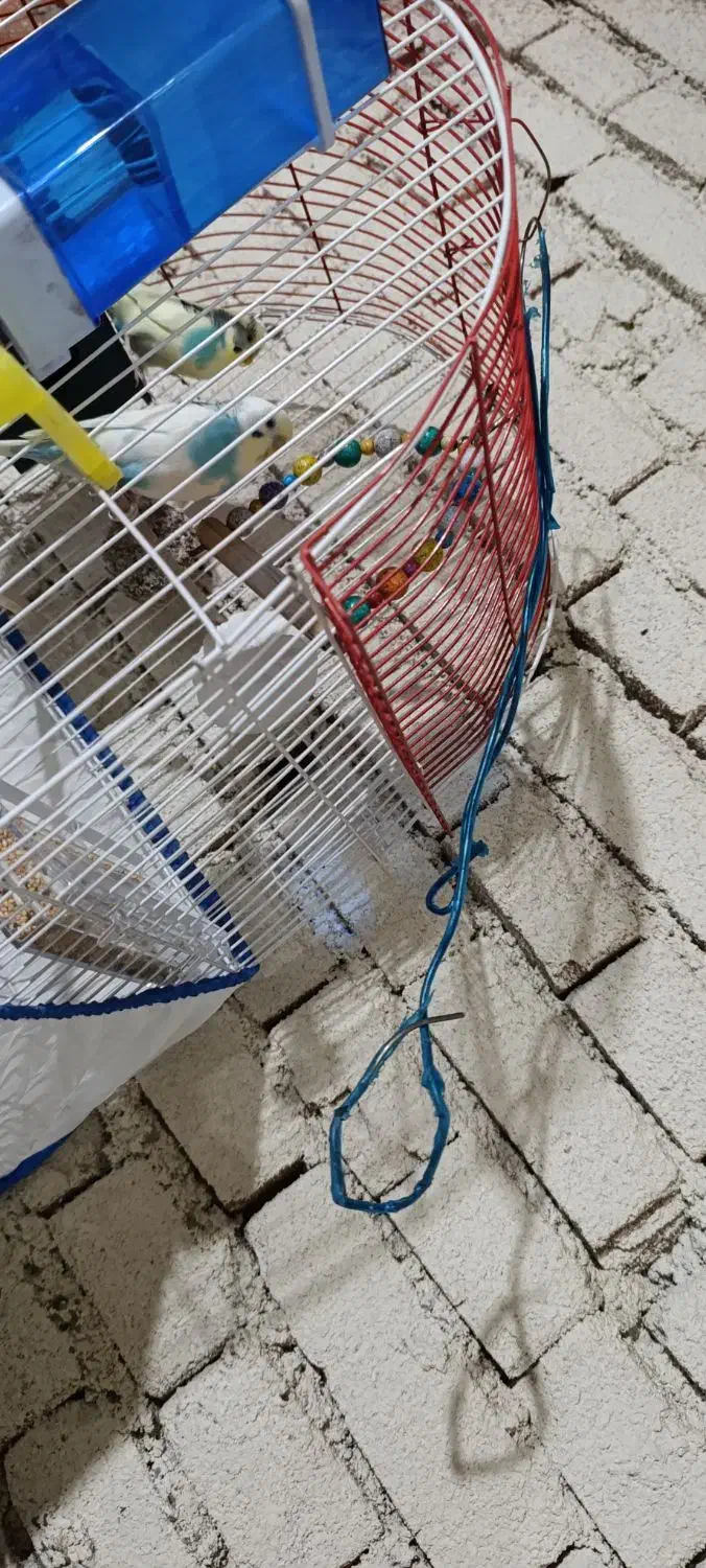 مرغ عشق|پرنده|مهاباد (آذربایجان غربی), |دیوار