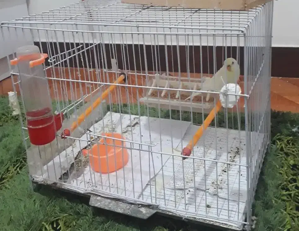 مرغ عشق ماده باقفس|پرنده|رشت, پیرکلاچای|دیوار