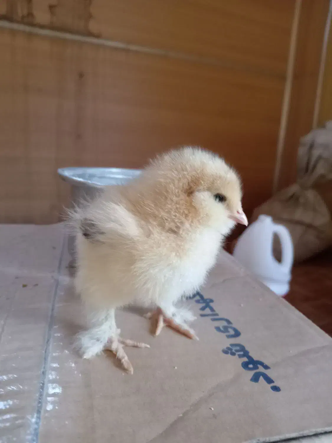 فروش جوجه برهما ودیلگونی|حیوانات مزرعه|دهدشت, |دیوار