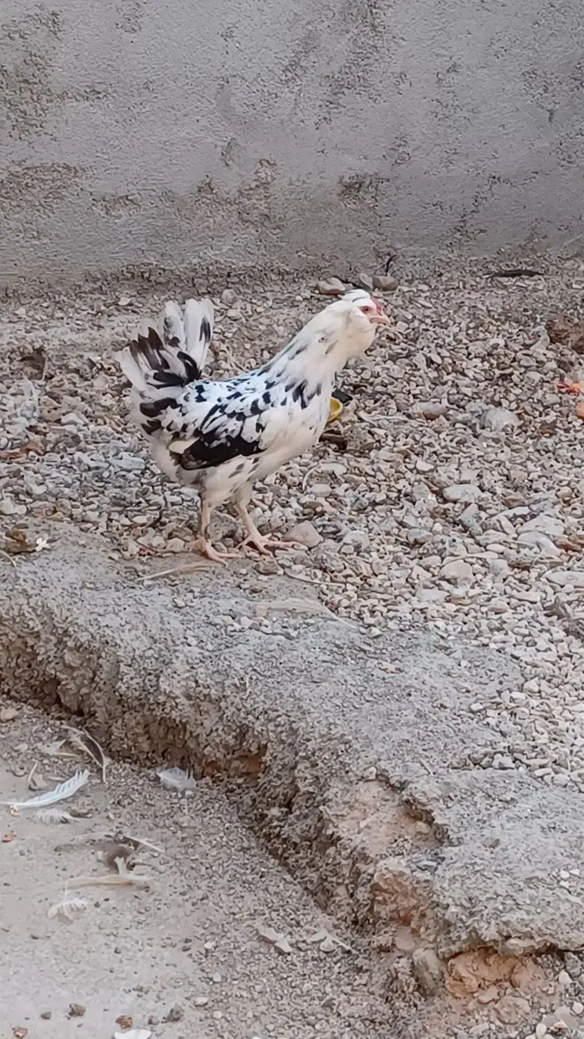 مرغ گلین|حیوانات مزرعه|برازجان, |دیوار