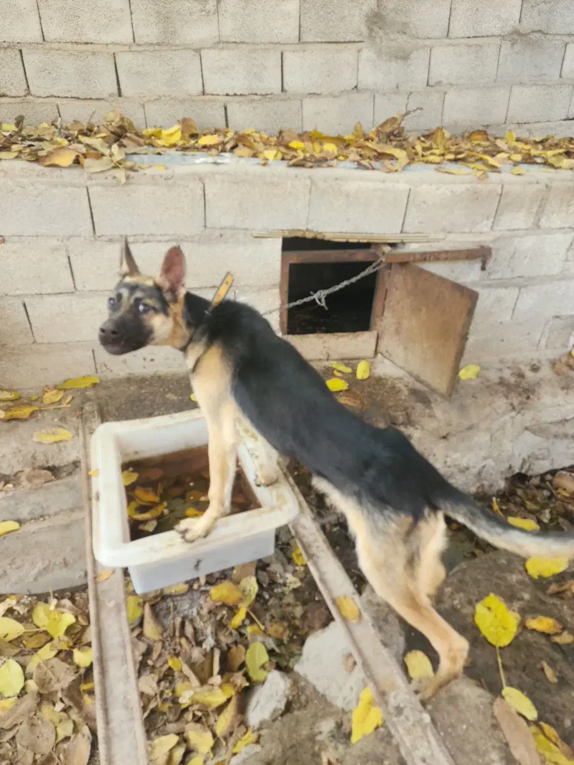 ژرمن شیپرد مو کوتاه ۶ماهه نر|سگ|خسروشاه, |دیوار