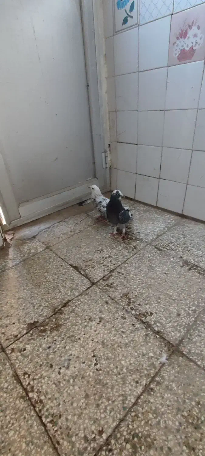 کفتر پرشی|پرنده|قم, علی آباد سعدگان|دیوار