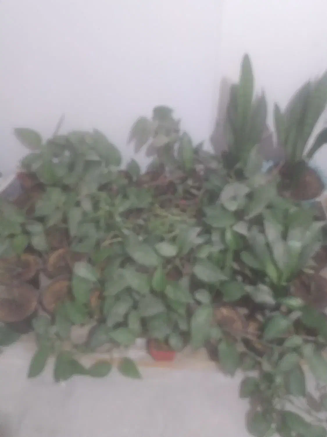 گل پتوس|گل و گیاه طبیعی|بجنورد, |دیوار