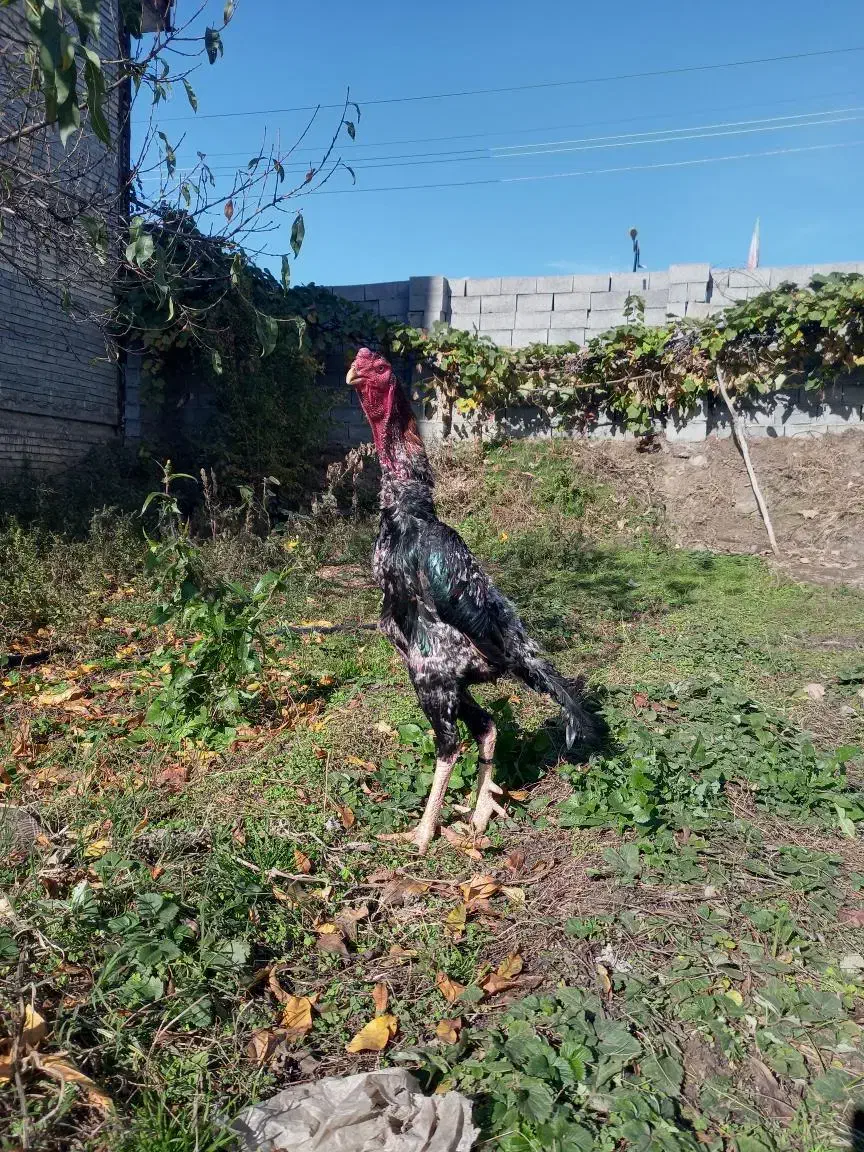 تخم نطفه دار لاری اوشامو وارداتی|حیوانات مزرعه|مشهد, شهید قربانی|دیوار