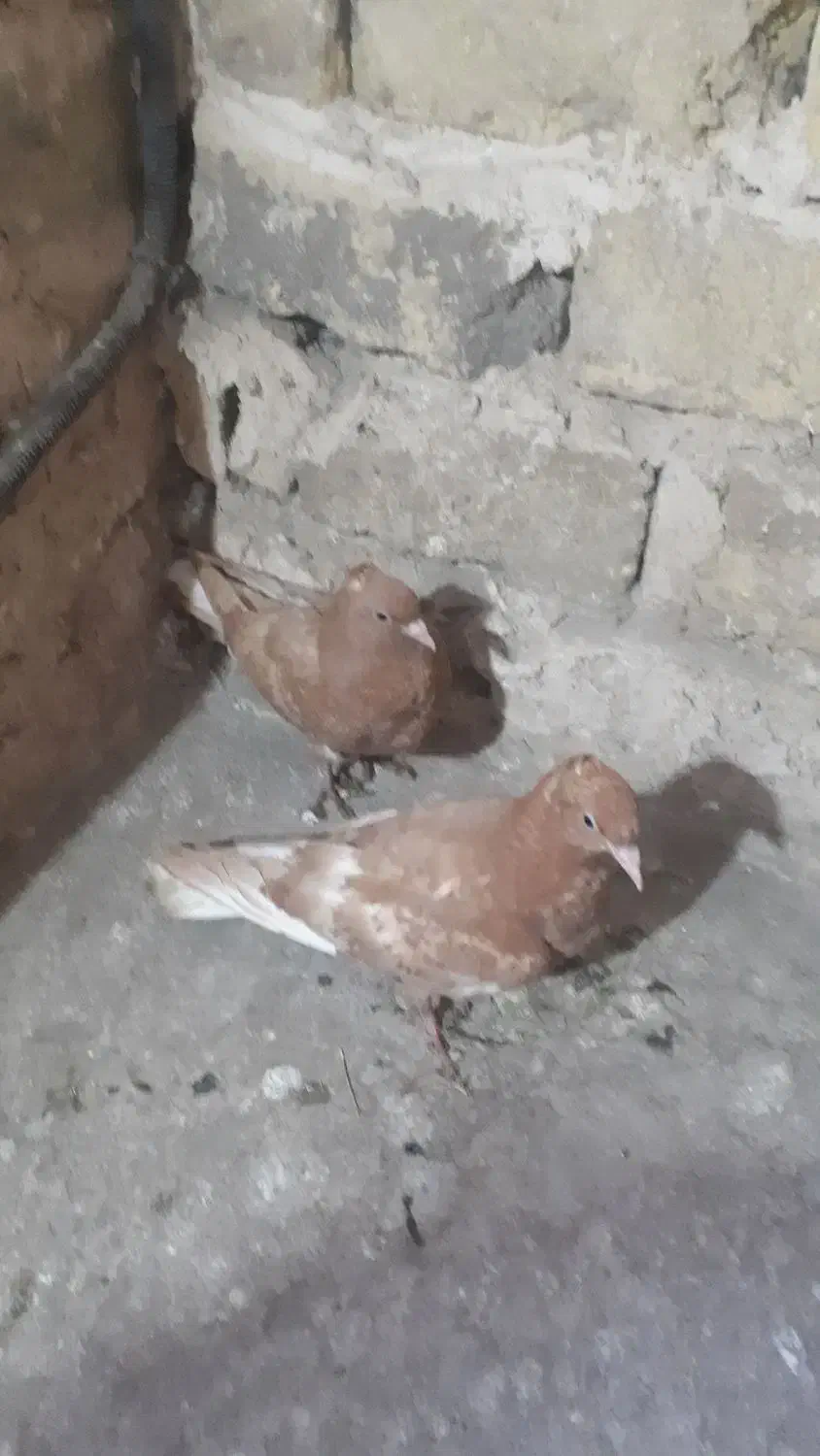 ۶تاجوجه زرد کاکلی و مرغ عشق|پرنده|مشهد, هدایت|دیوار