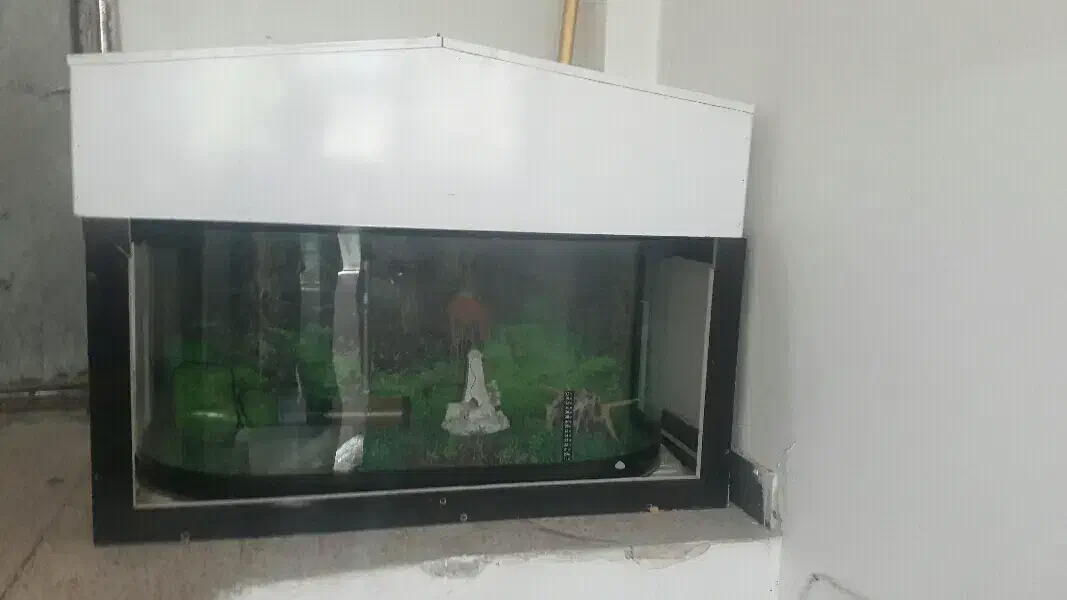 آکواریم|ماهی|کرمانشاه, |دیوار