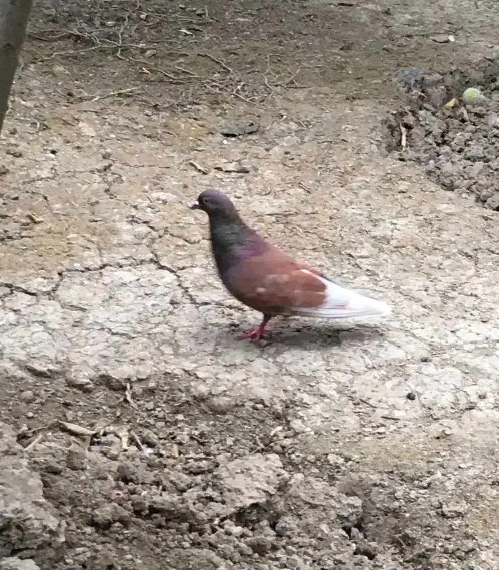 کبوتر پرشی|پرنده|ساری, |دیوار