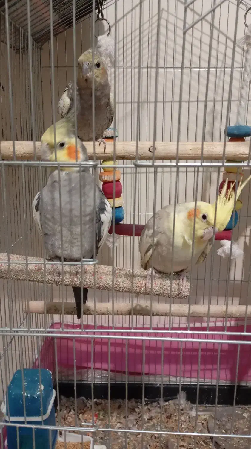 یک جفت عروس هلندی|پرنده|تهران, حشمتیه|دیوار