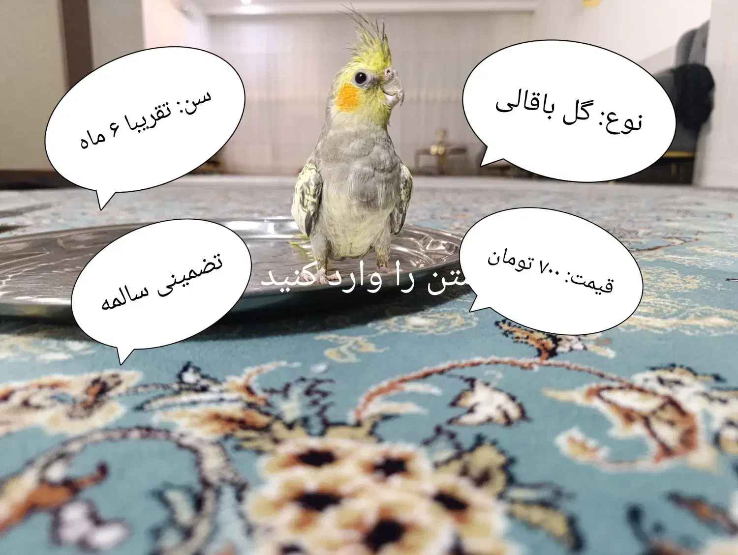 عروس هلندی|پرنده|قم, شهرک قدس|دیوار