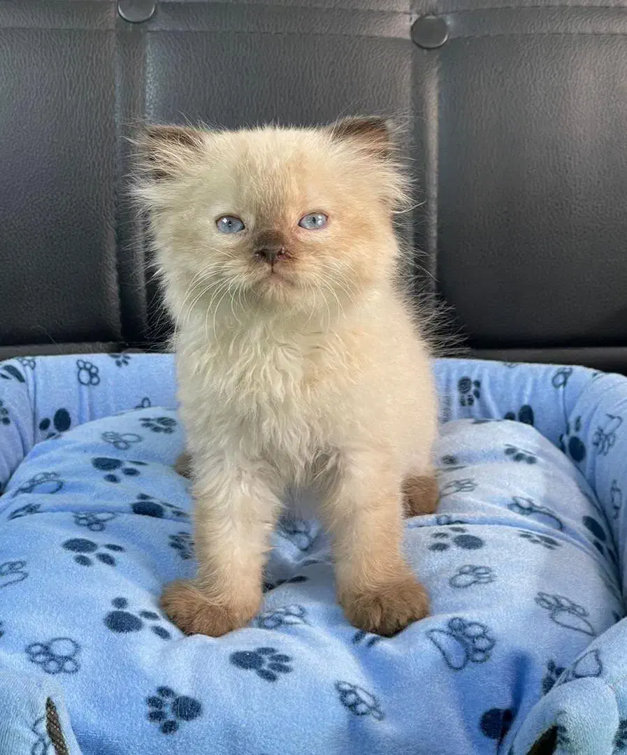 گربه پرشن  هیمالین|گربه|رشت, لاکانی|دیوار