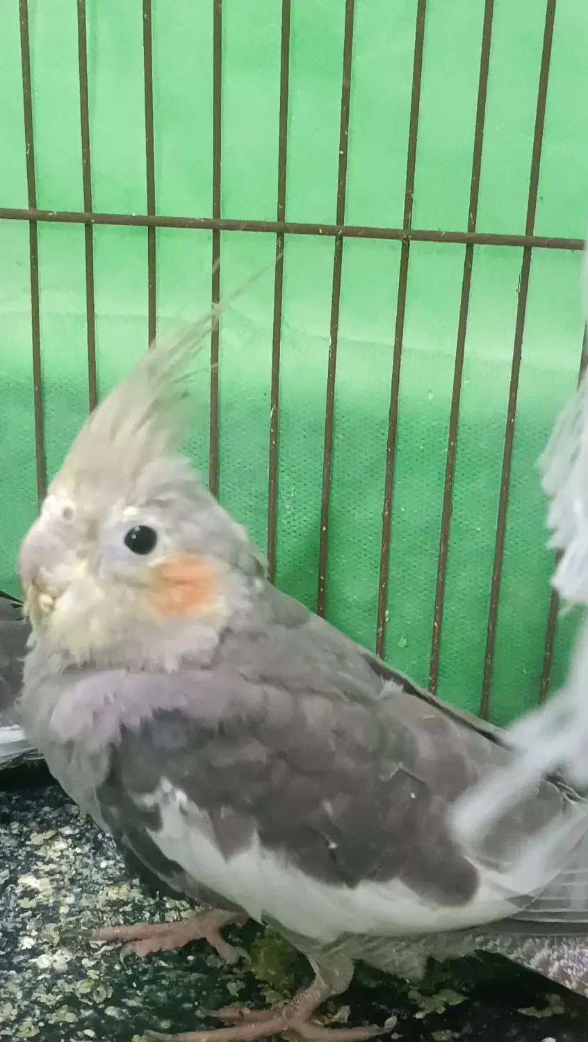 عروس هلندی دوتا بخر ۳ تا ببر|پرنده|قائمشهر, |دیوار