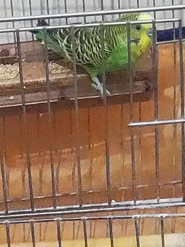 فروش مرغ عشق بالغ|پرنده|داراب, |دیوار