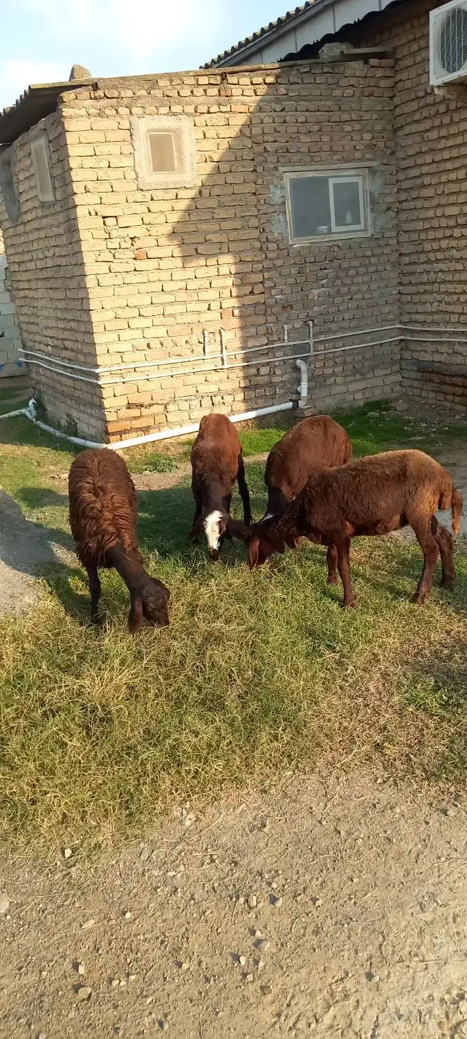 بره ماده قزل افشار|حیوانات مزرعه|سیمین شهر, |دیوار