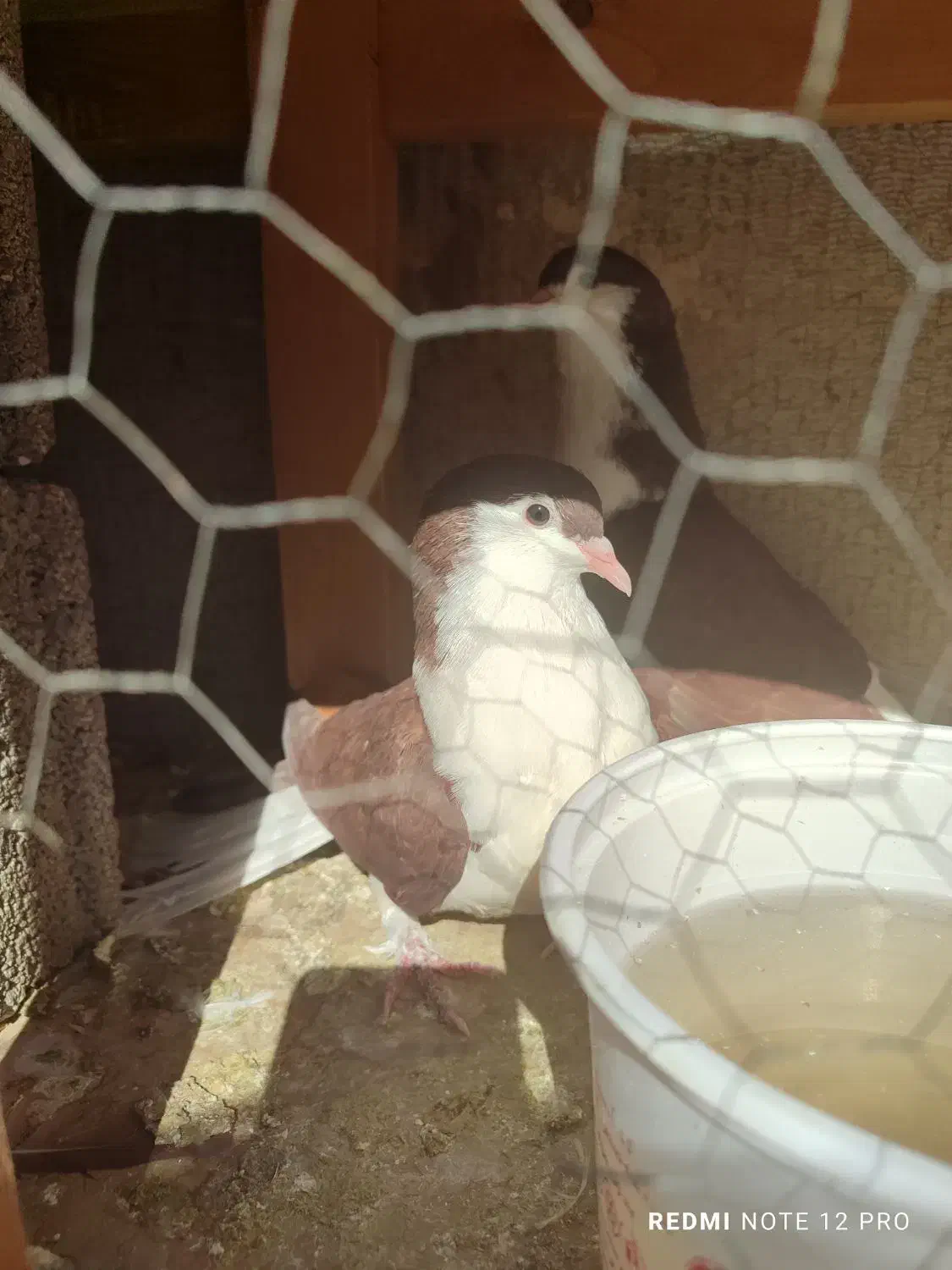 چهار جفت کبوتر|پرنده|صدرا-فارس, فاز ۱|دیوار