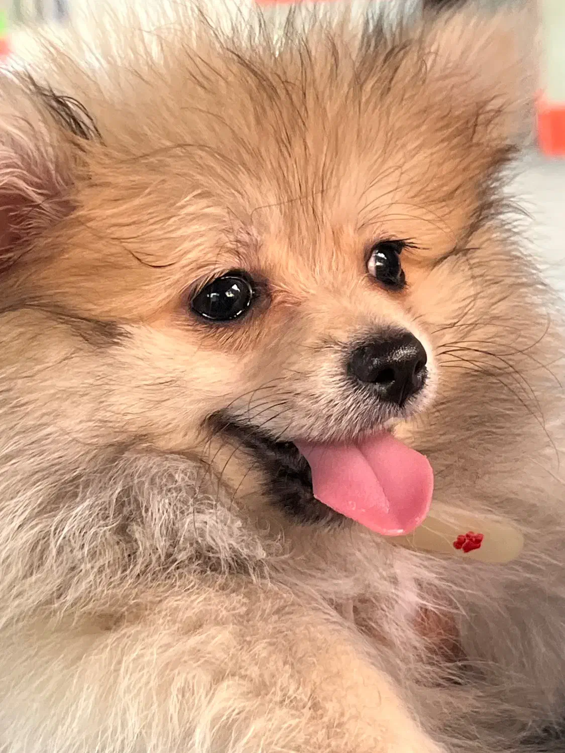 سگ پامرانین|سگ|قائمشهر, |دیوار