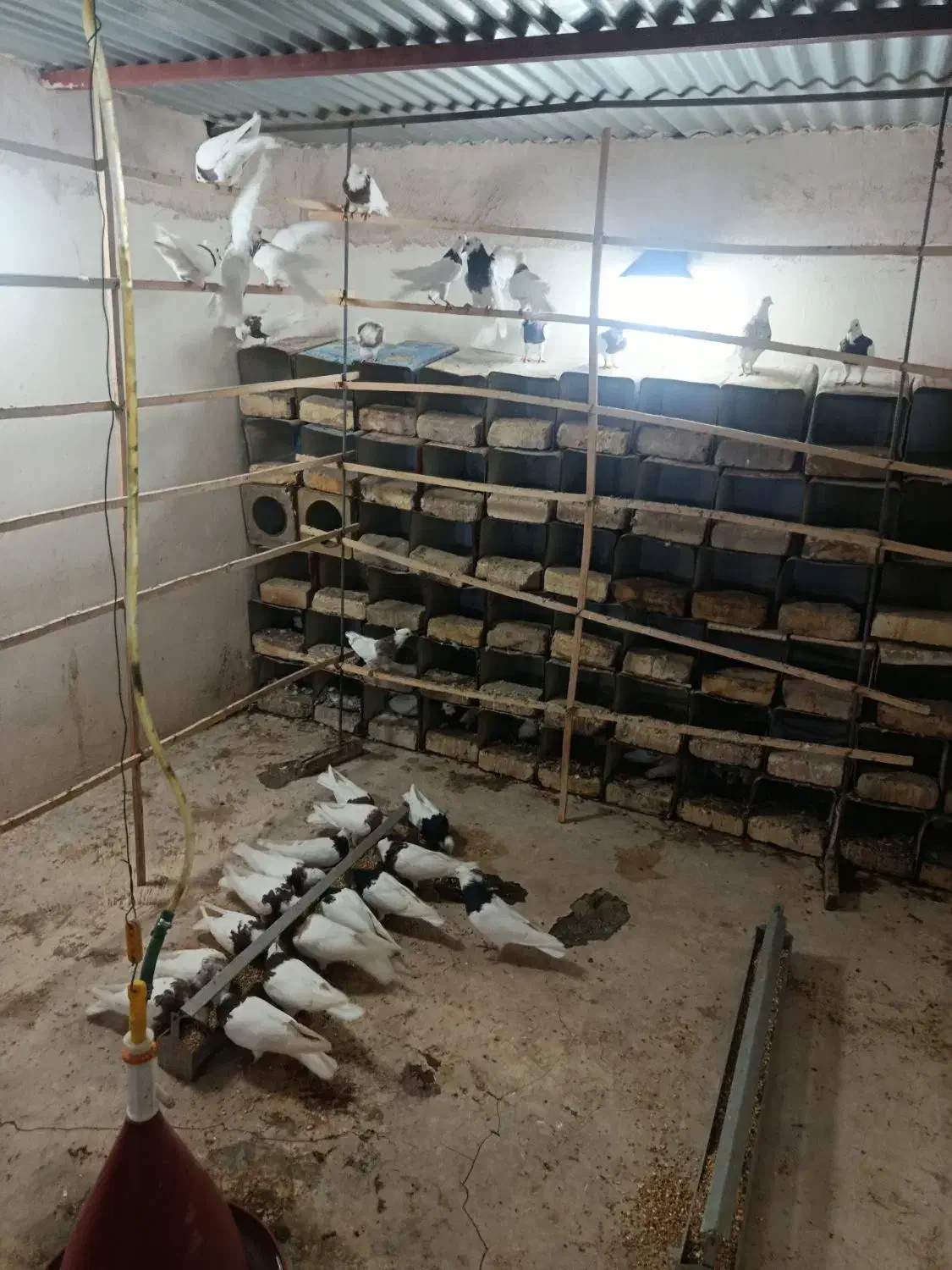 طوقی روزگاری|پرنده|پیر بکران, |دیوار