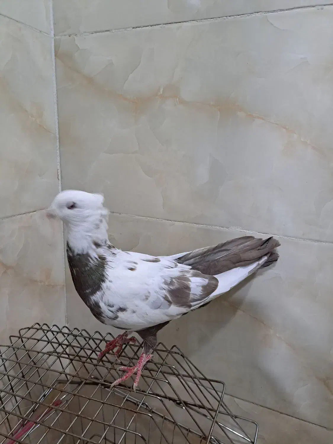 کفتر|پرنده|اقبالیه, |دیوار