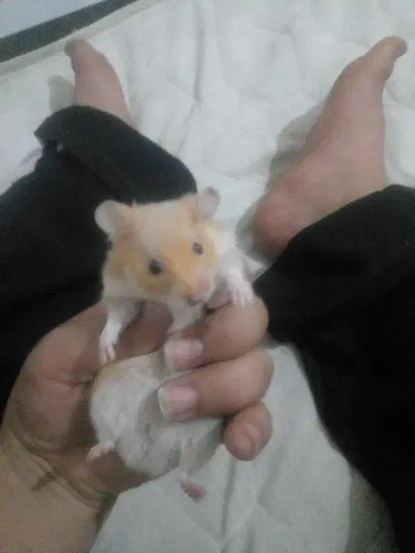 همستر|موش و خرگوش|یزد, |دیوار