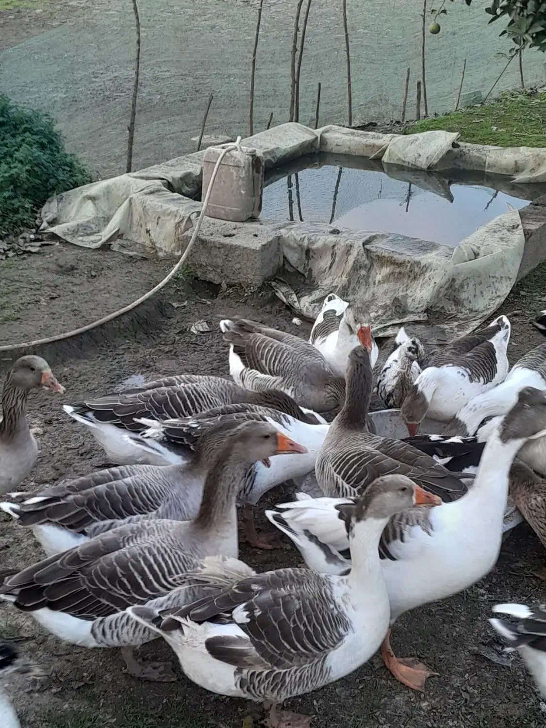 فروش غاز محلی و قو غاز|حیوانات مزرعه|آستانه اشرفیه, |دیوار