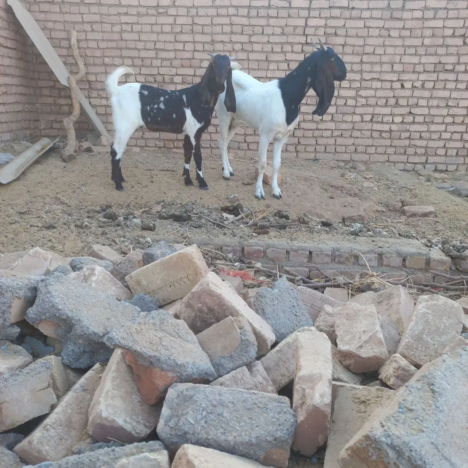بز و کولار|حیوانات مزرعه|کاشمر, |دیوار