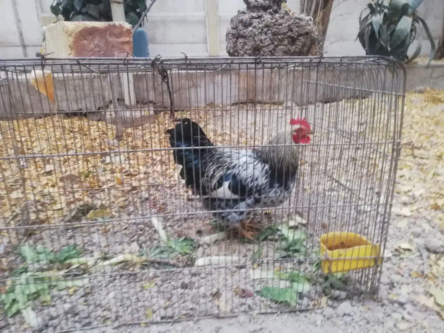 3عدد خروس|پرنده|اصفهان, شهرک کاوه|دیوار