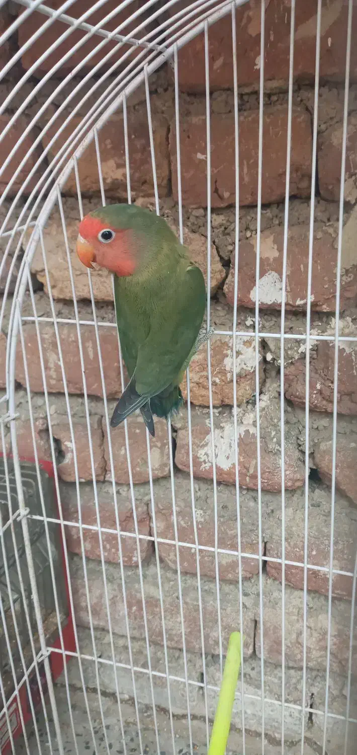 کوتوله برزیلی|پرنده|ارومیه, |دیوار