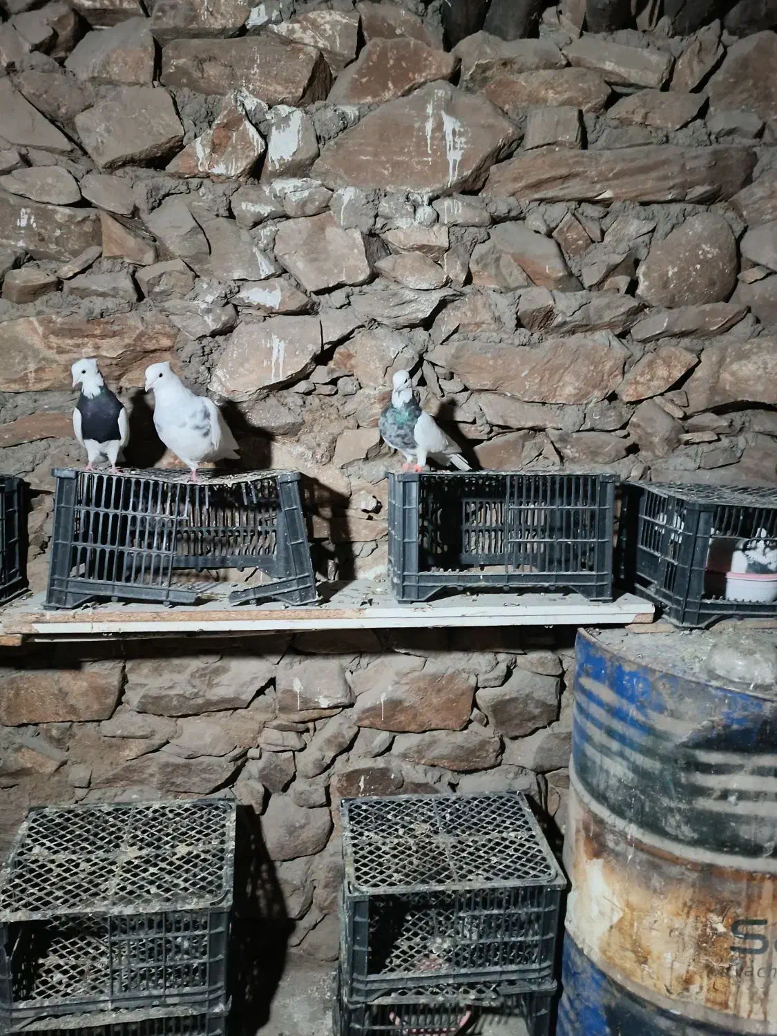 کبوتر|پرنده|مریوان, |دیوار