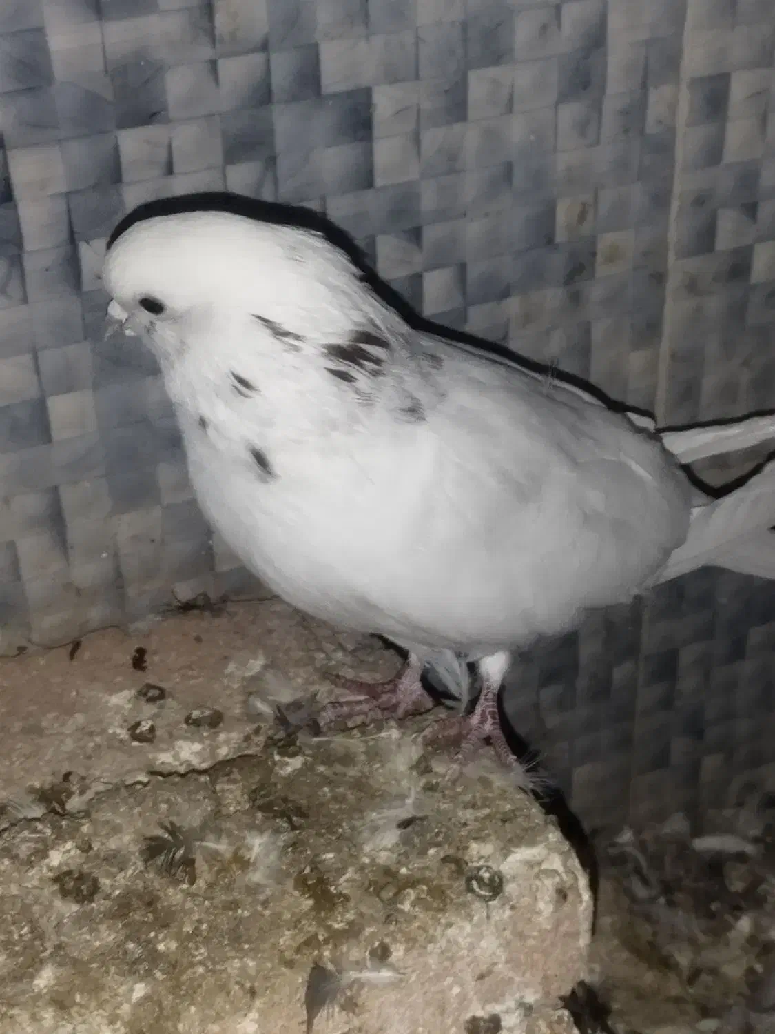 کبوترپرشتی|پرنده|کوهدشت, |دیوار