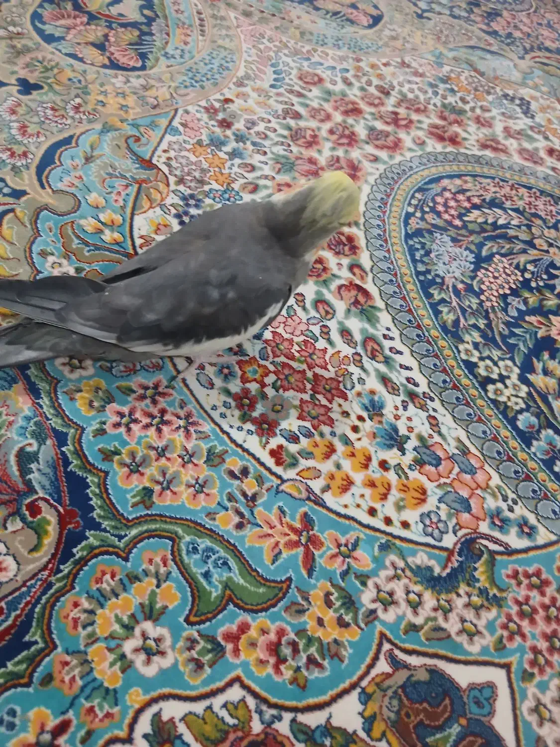 دستی وسخنگو|پرنده|ماهدشت, |دیوار