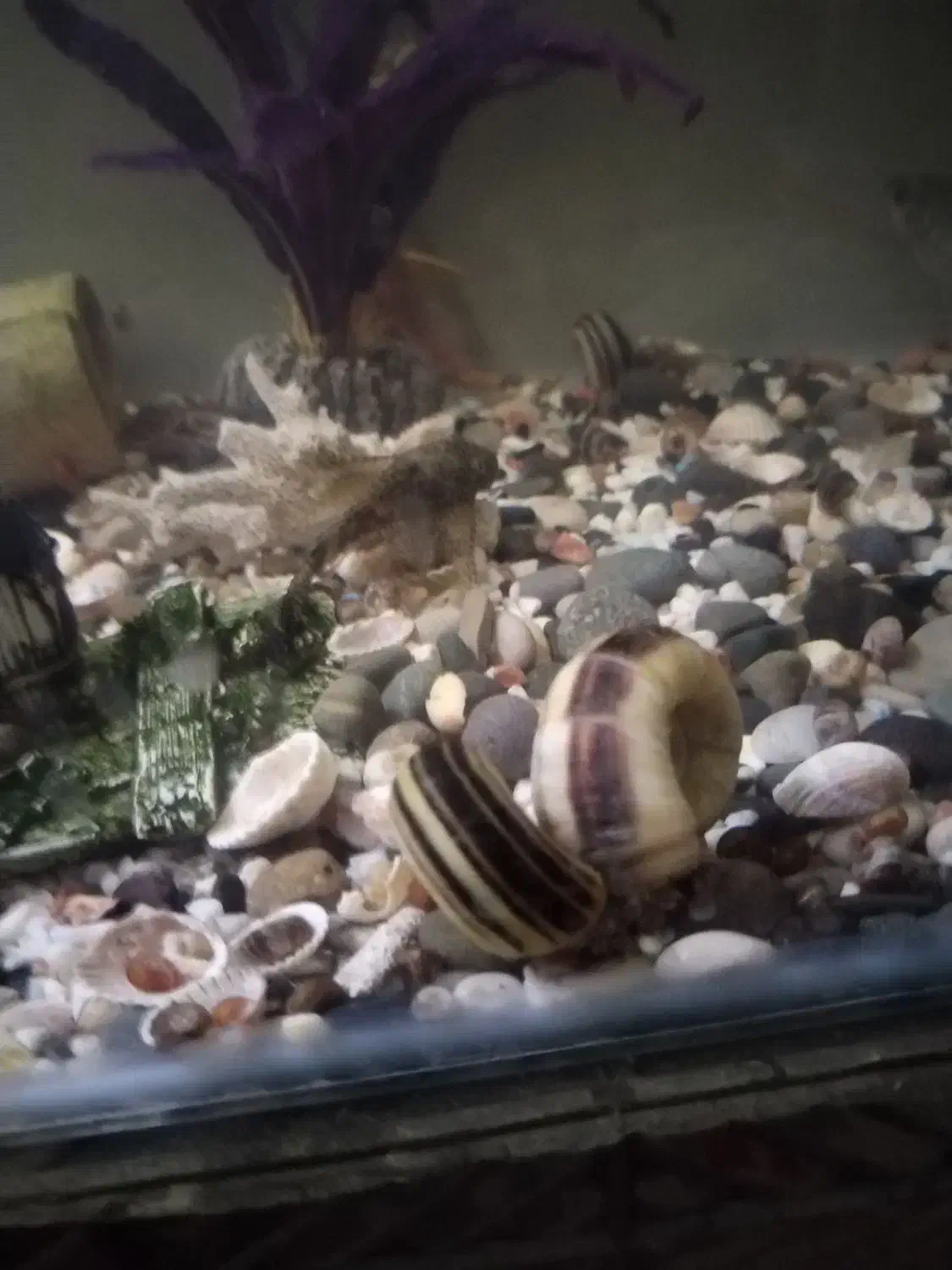 150تاحلزون رامشورن و 30تا کلمبیایی  فروش یا معاوضه|ماهی|ری, علایین|دیوار