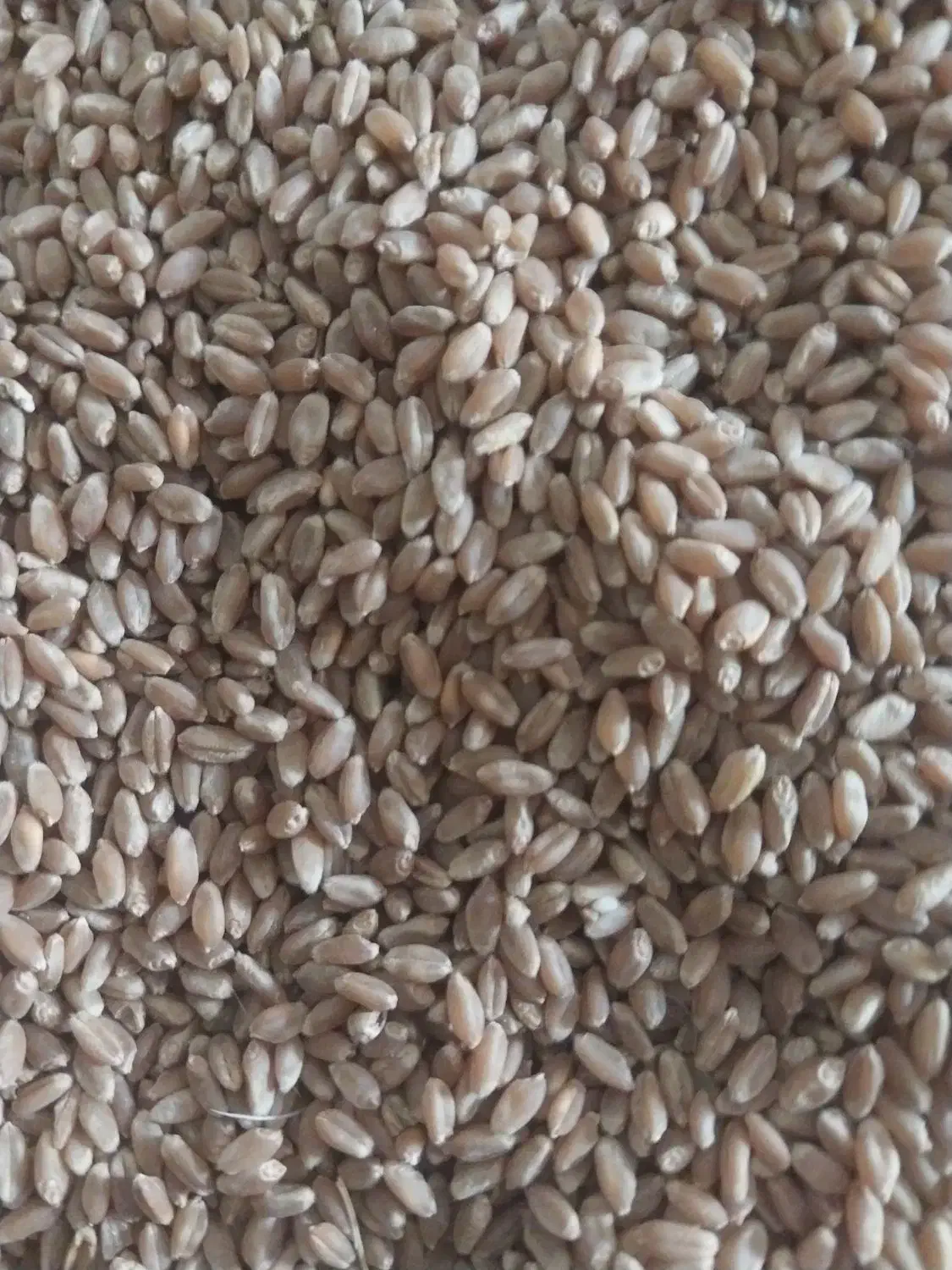 فروش بذر گندم خارجی|خدمات باغبانی و درختکاری|اسلام‌‌آباد غرب, |دیوار