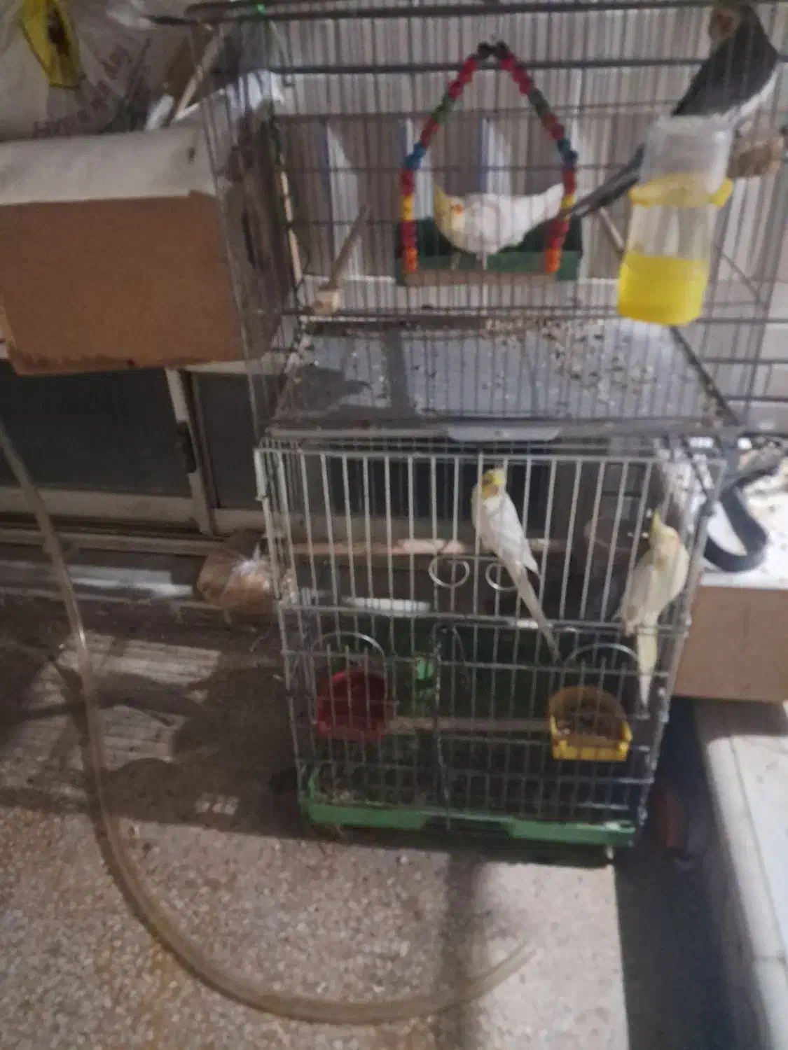 طوطی عروس|پرنده|بهبهان, |دیوار