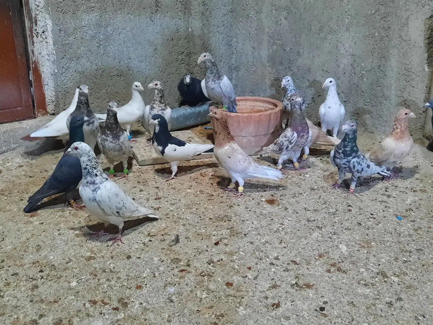 دسته سرور ۱۸تایی|پرنده|ارژن, |دیوار