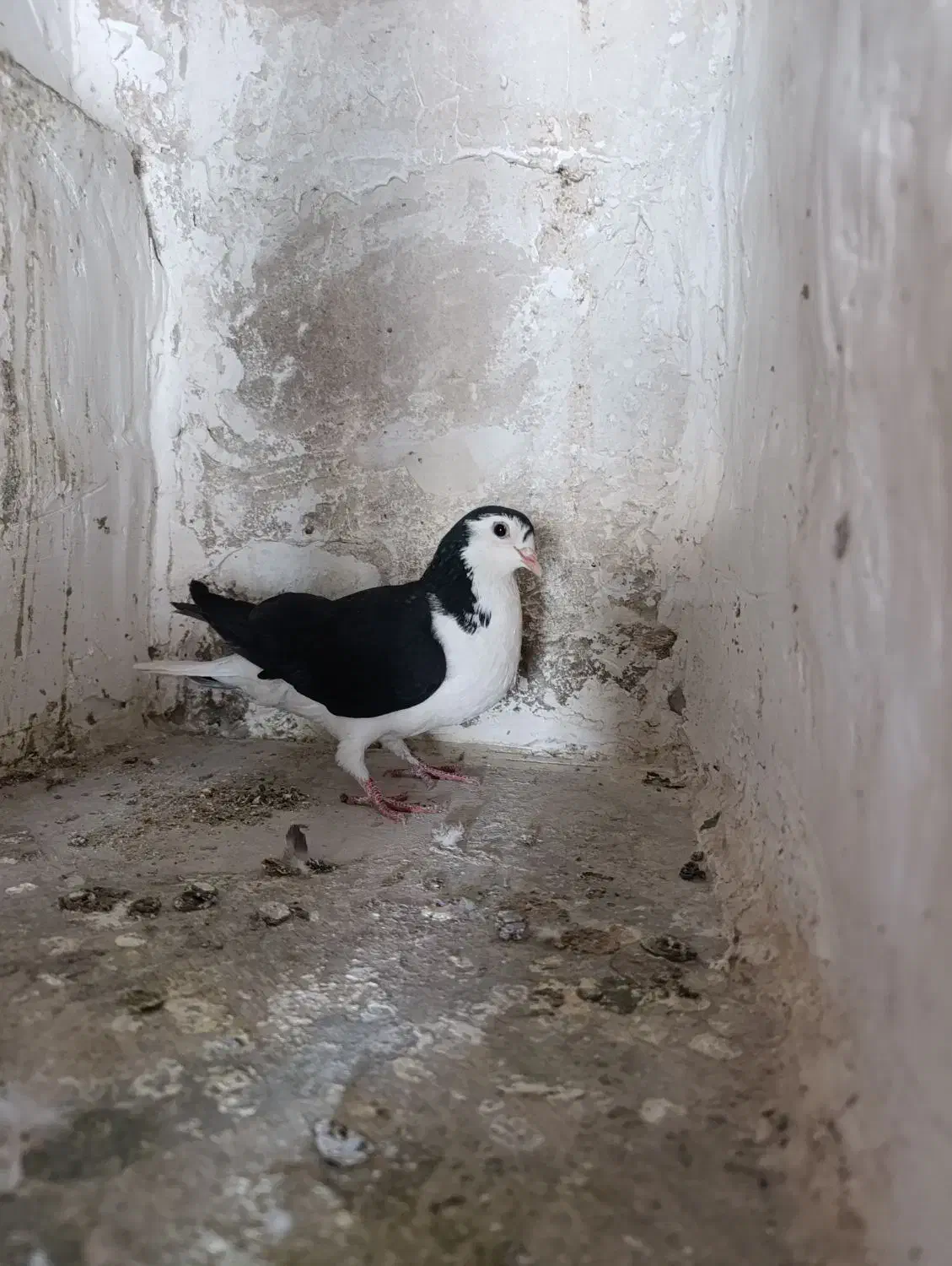 جفت کله سبز با ساده|پرنده|بیرجند, |دیوار