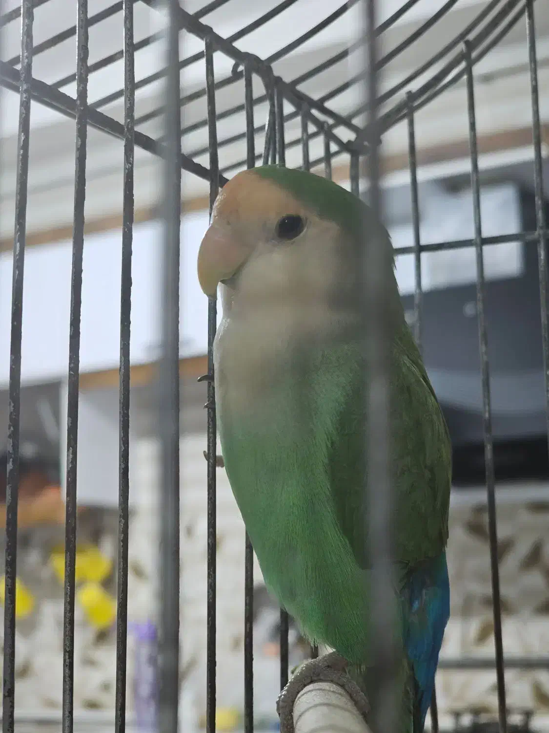 پرندگان|پرنده|روانسر, |دیوار