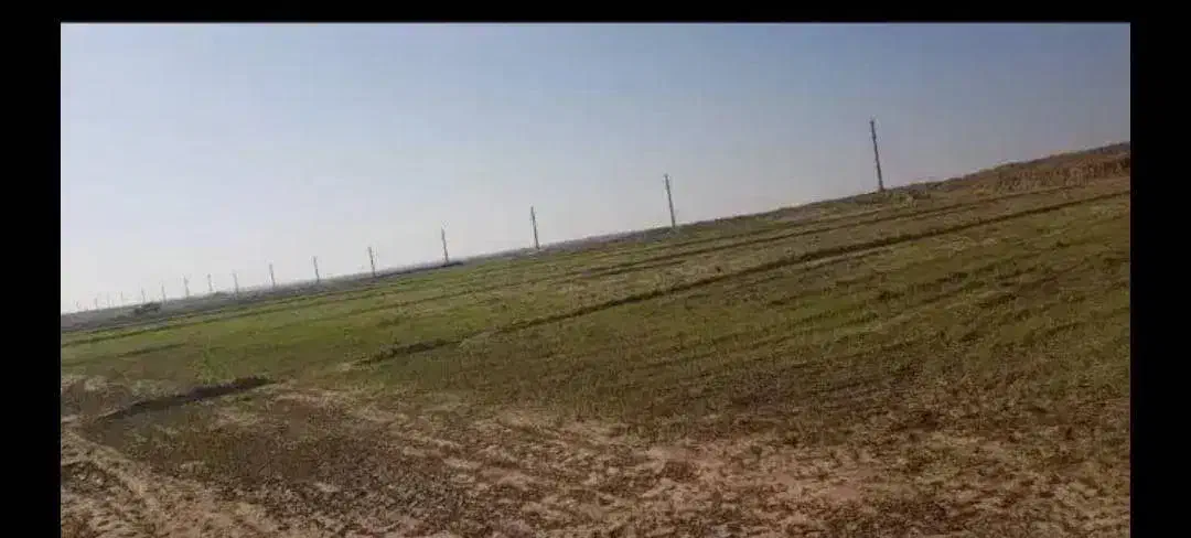 اجاره ۴۸ هکتار زمین کشاورزی شعیبیه شوشتر|اجارهٔ دفتر صنعتی، کشاورزی، تجاری|دزفول, |دیوار