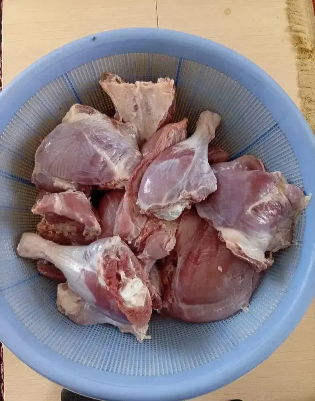 بوقلمون|حیوانات مزرعه|الشتر, |دیوار