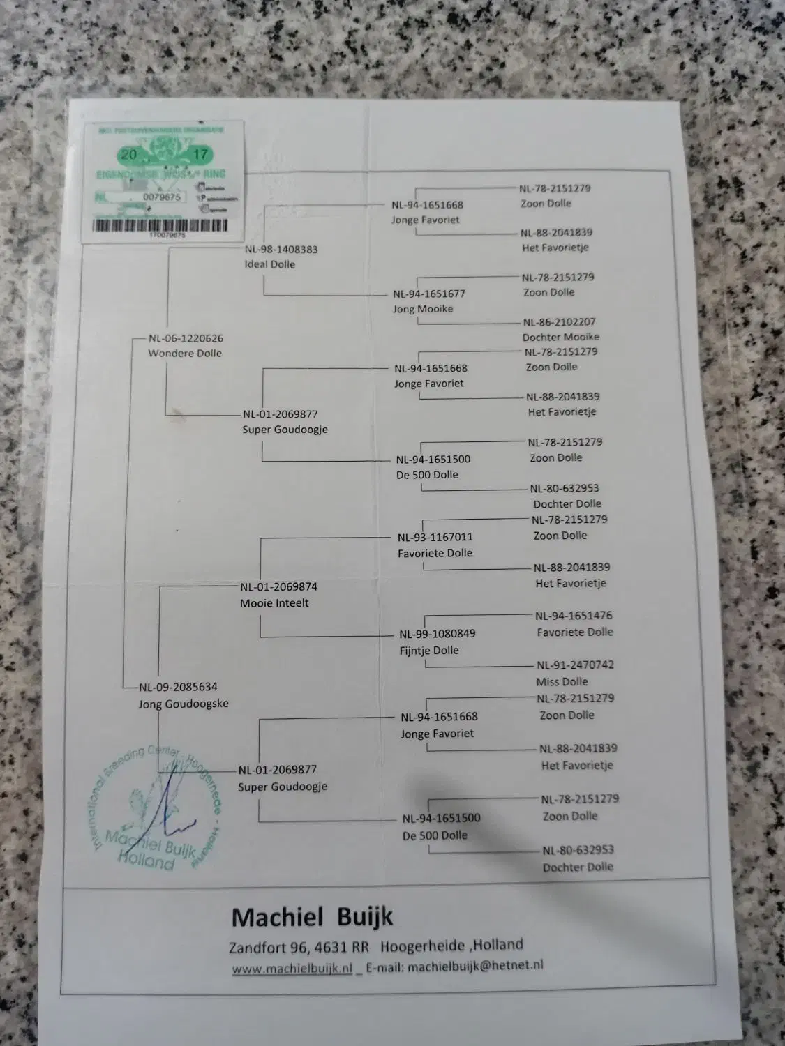کبوتر مسافتی جان اردن|پرنده|رامیان, |دیوار