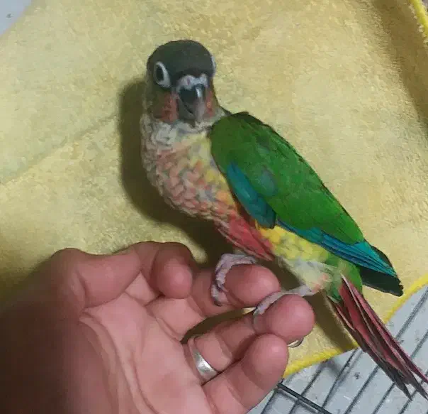 جوجه طوطی گرینچیک سرلاکی تا دونه خور گرین جیک|پرنده|بندرعباس, |دیوار