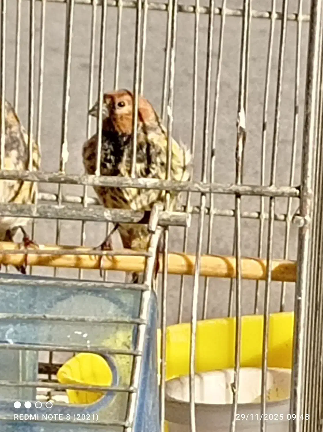 دوعدد جوجه سهره گلبسر|پرنده|دزفول, |دیوار