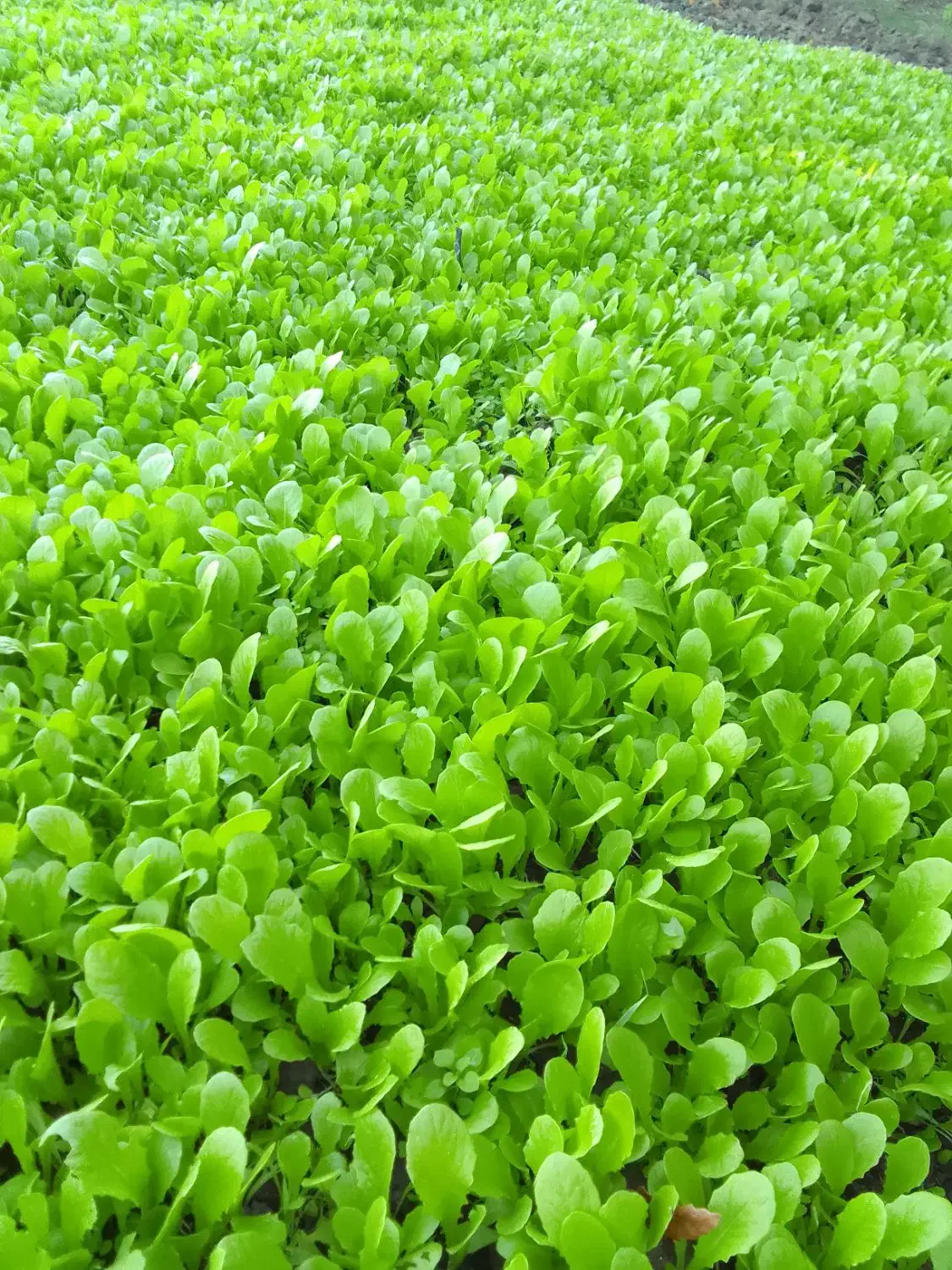 بزرکاهو کرجی و روغنی متری ۱۰۰|خوردنی و آشامیدنی|خان ببین, |دیوار