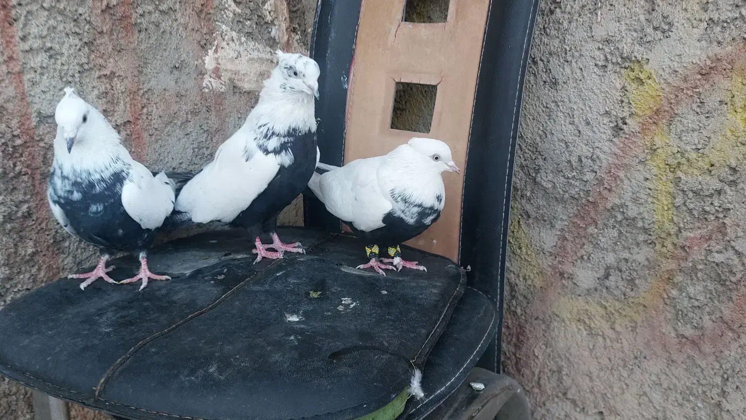 دمی|پرنده|خرم‌آباد, |دیوار