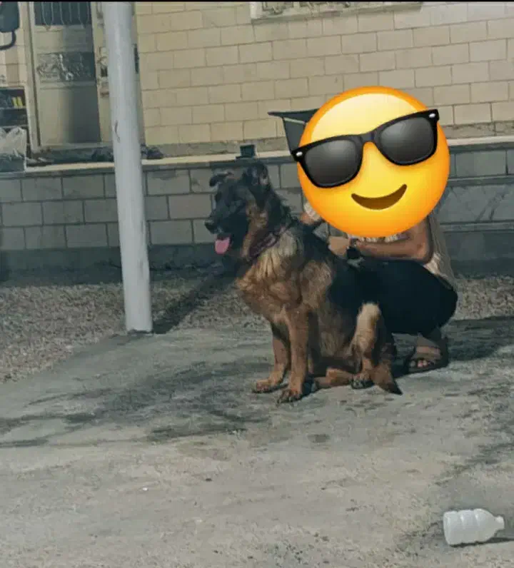 سگ ژرمن کینگ|سگ|بندرعباس, |دیوار