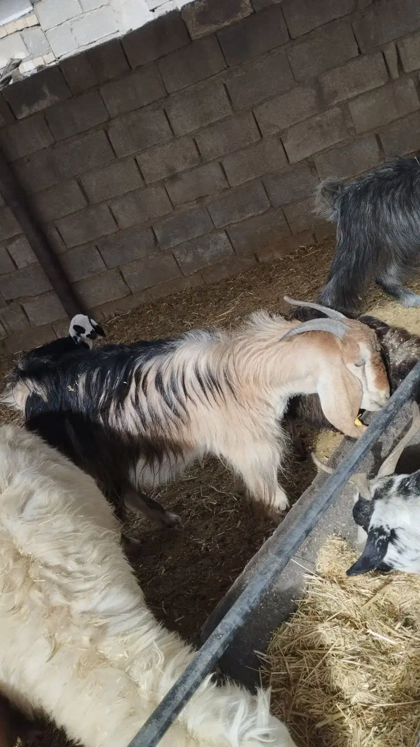 گوشت کهره|خوردنی و آشامیدنی|دهدشت, |دیوار