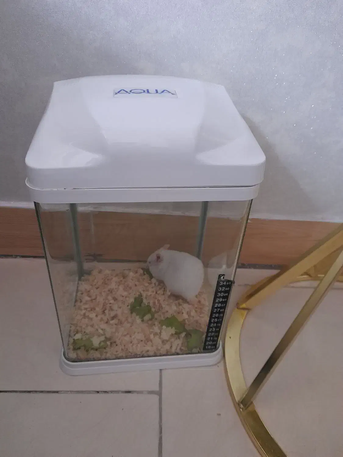 همستر|موش و خرگوش|رباطکریم, رباطکریم|دیوار