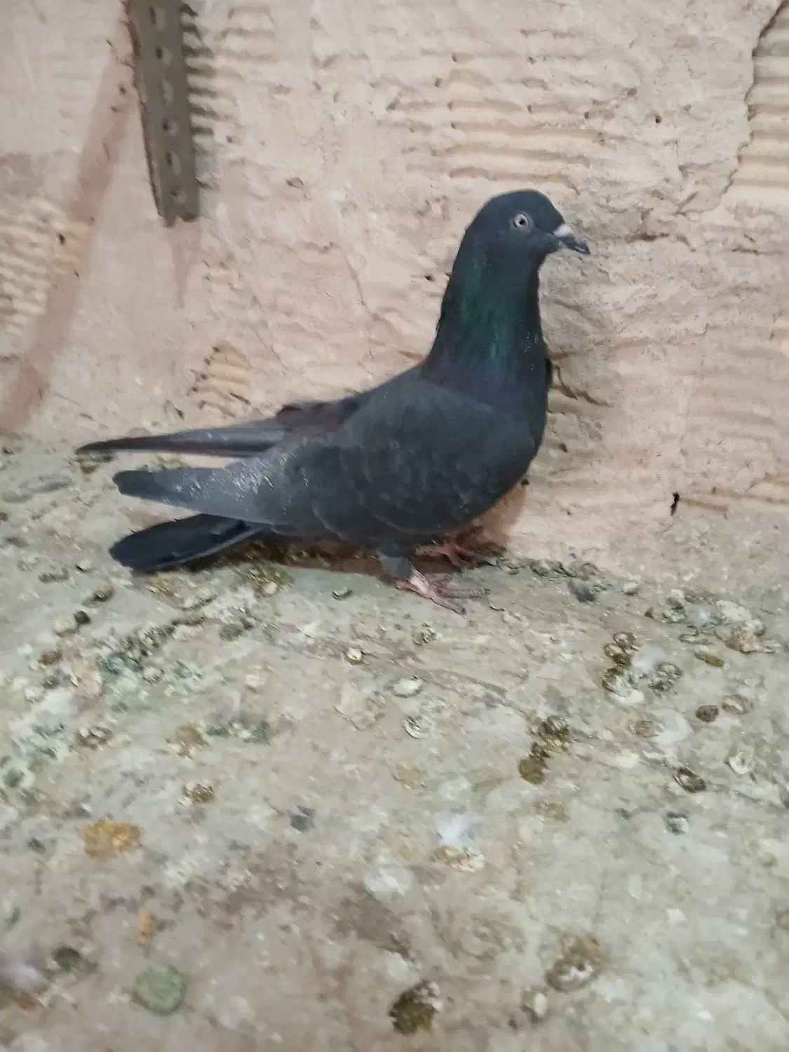 نردمگیر قلاق..|پرنده|اصفهان, سروستان|دیوار