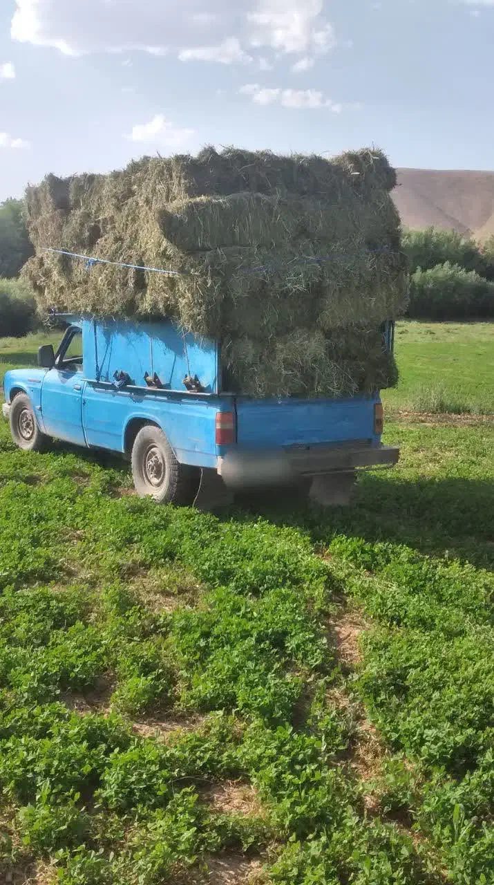 یونجه یک متری سنگین وزن|لوازم جانبی حیوانات|خرم‌آباد, |دیوار