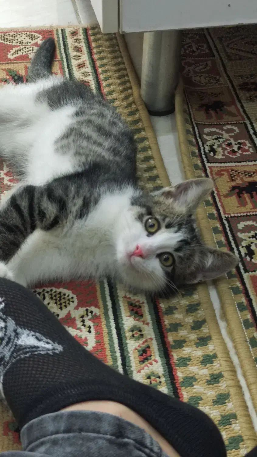 واگذاری گربه DSH 8 ماهه|گربه|تهران, نیروی هوایی (پیروزی)|دیوار