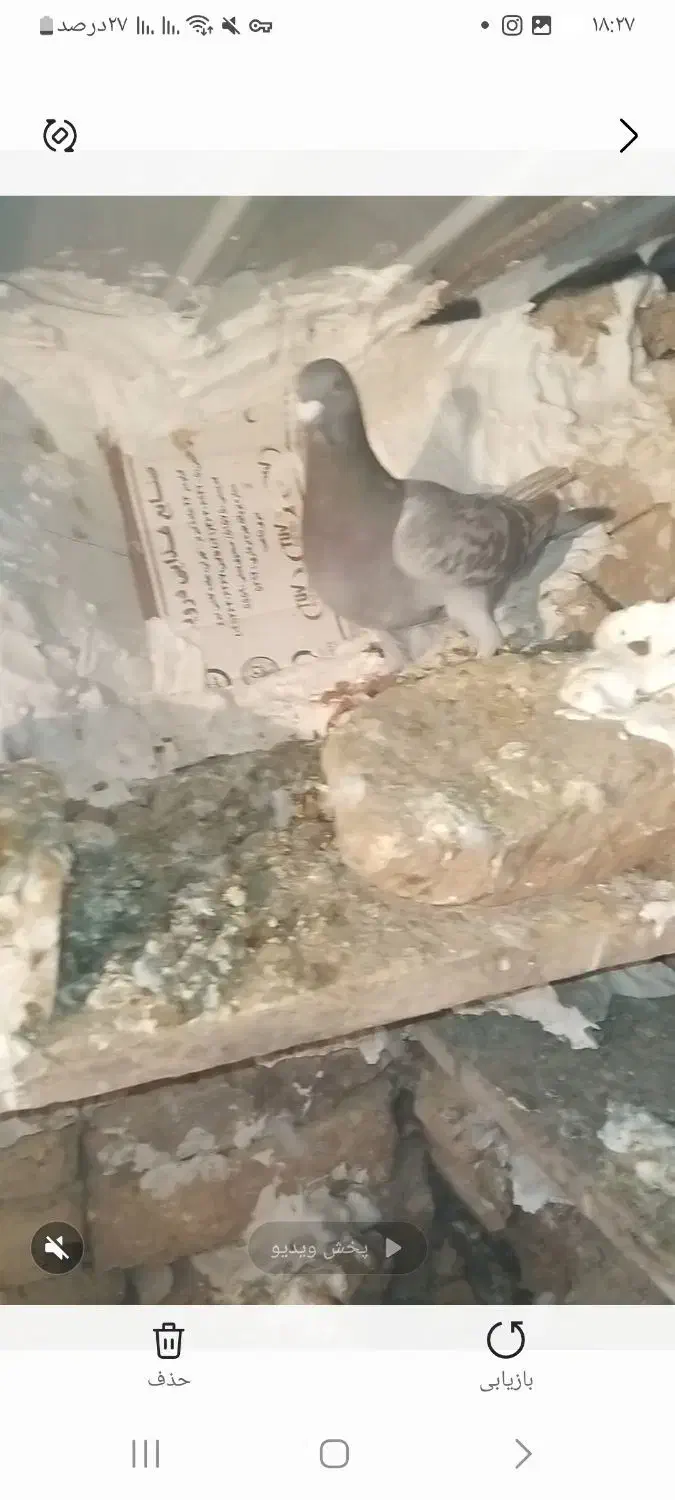 کبوتر|پرنده|آبگرم, |دیوار